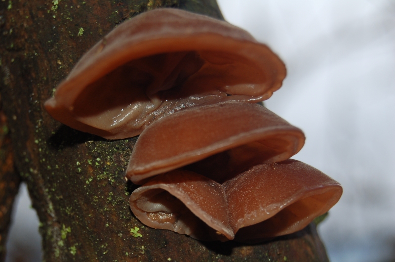 FUNGHI della VIGILIA.